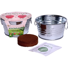 Kids Strawberry Mini Basin Grow Kit | Alpine Strawberry